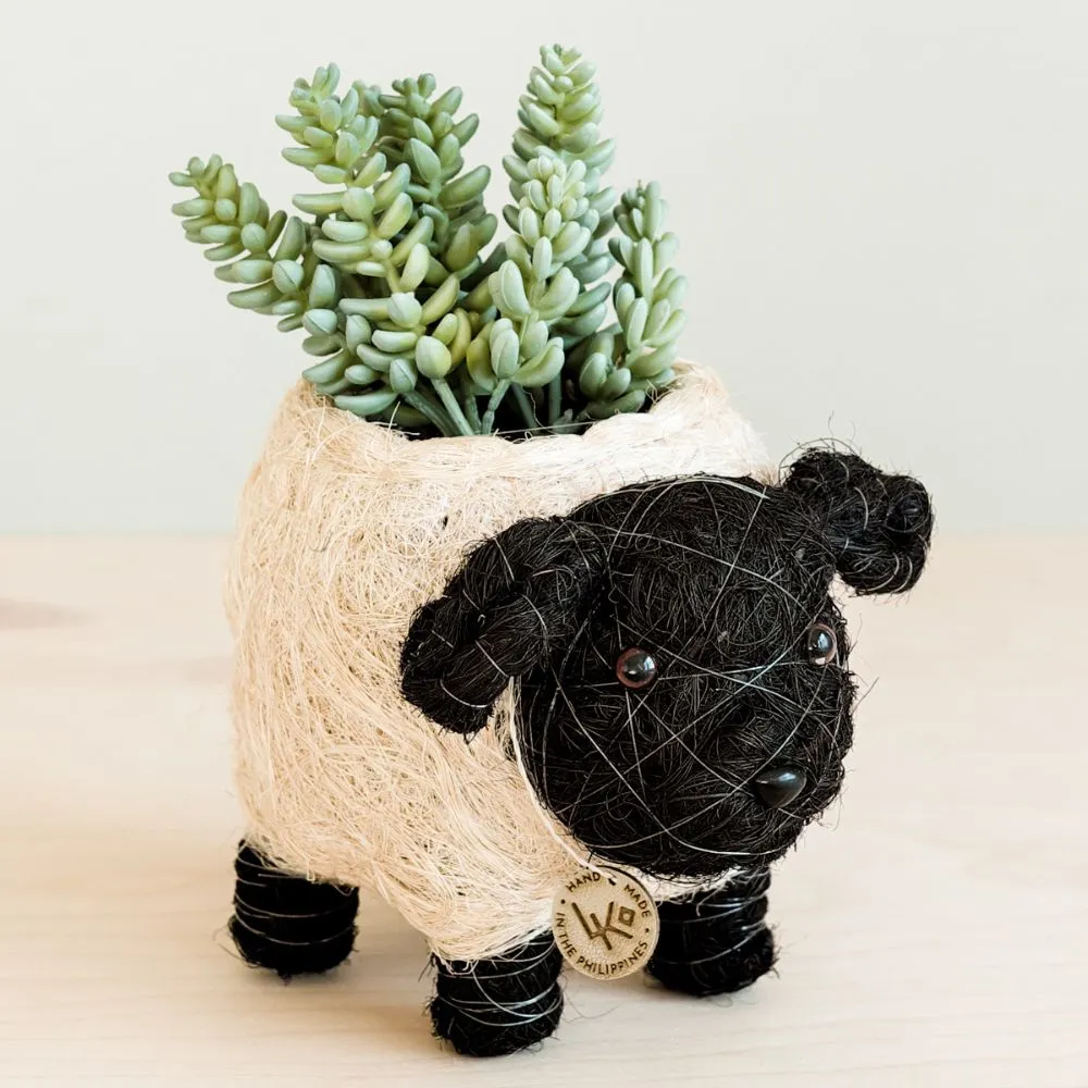 Coconut Coir Animal Planter - Baby Sheep